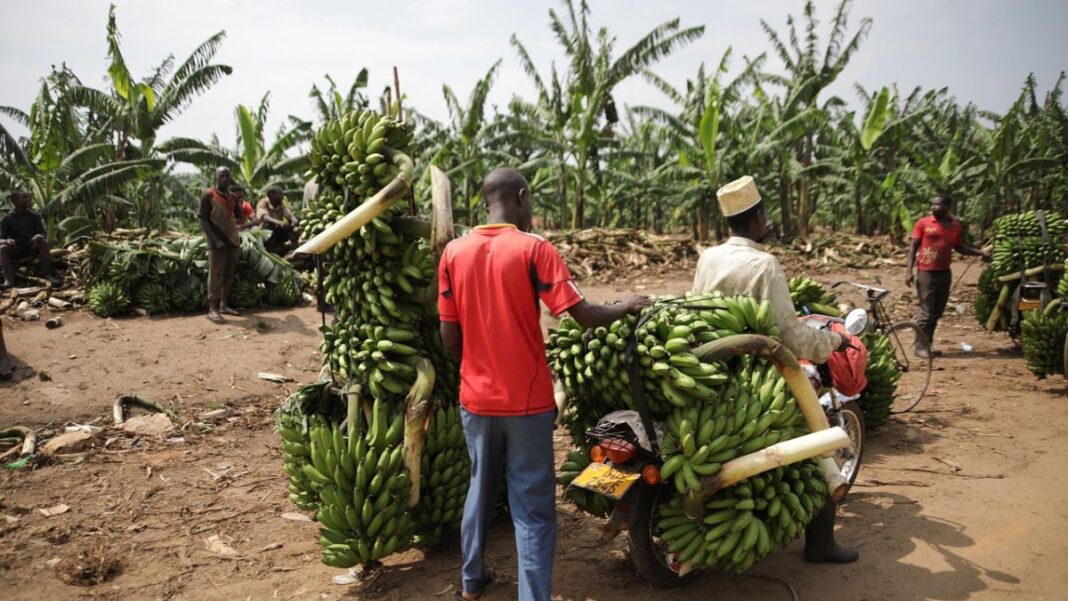 Cameroon’s Economy Explained