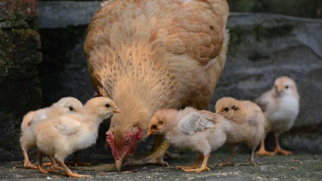 Investing in Cameroon