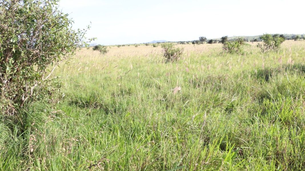 Cameroon’s 2026 Crackdown on Undeveloped 