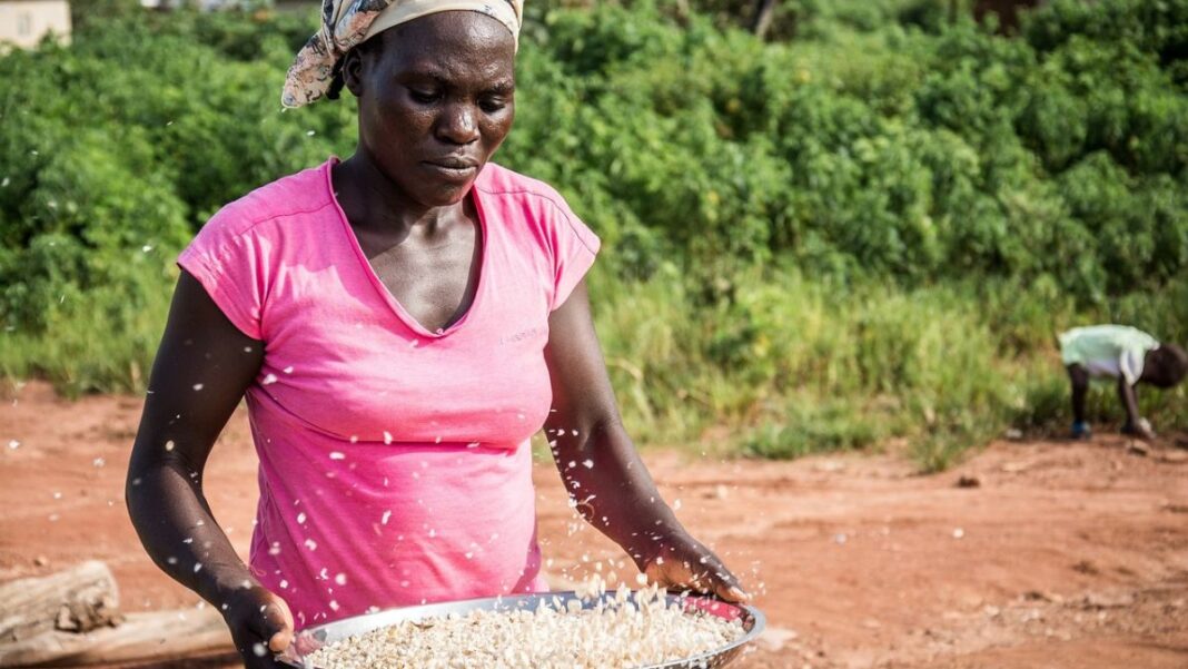 How to Access Cameroon’s New 50 Billion FCFA Fund for Youth and Women (2026)