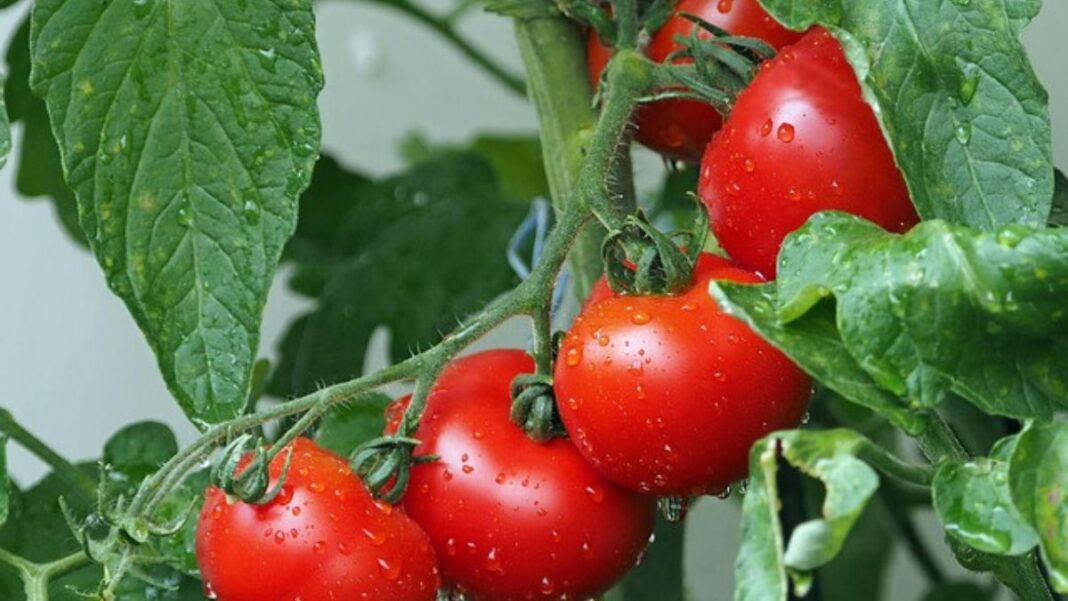 Tomato Prices in Cameroon