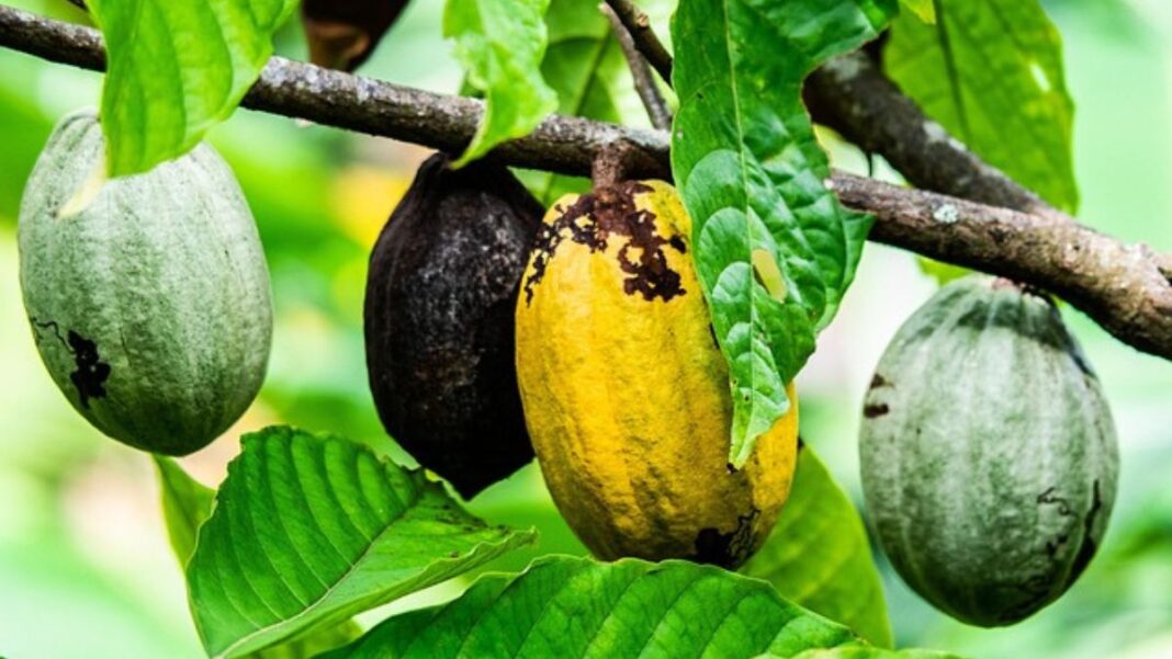 Cameroon Cocoa Price