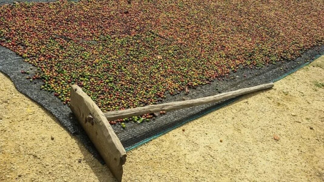 Cameroon Coffee Prices