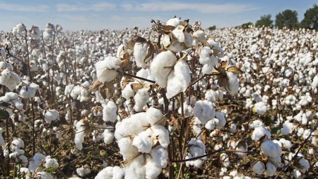 Cameroon Cotton Prices and Production