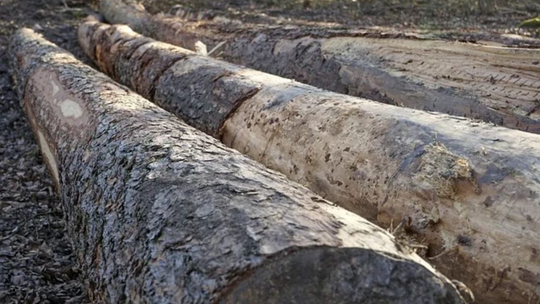 Cameroon Timber Prices
