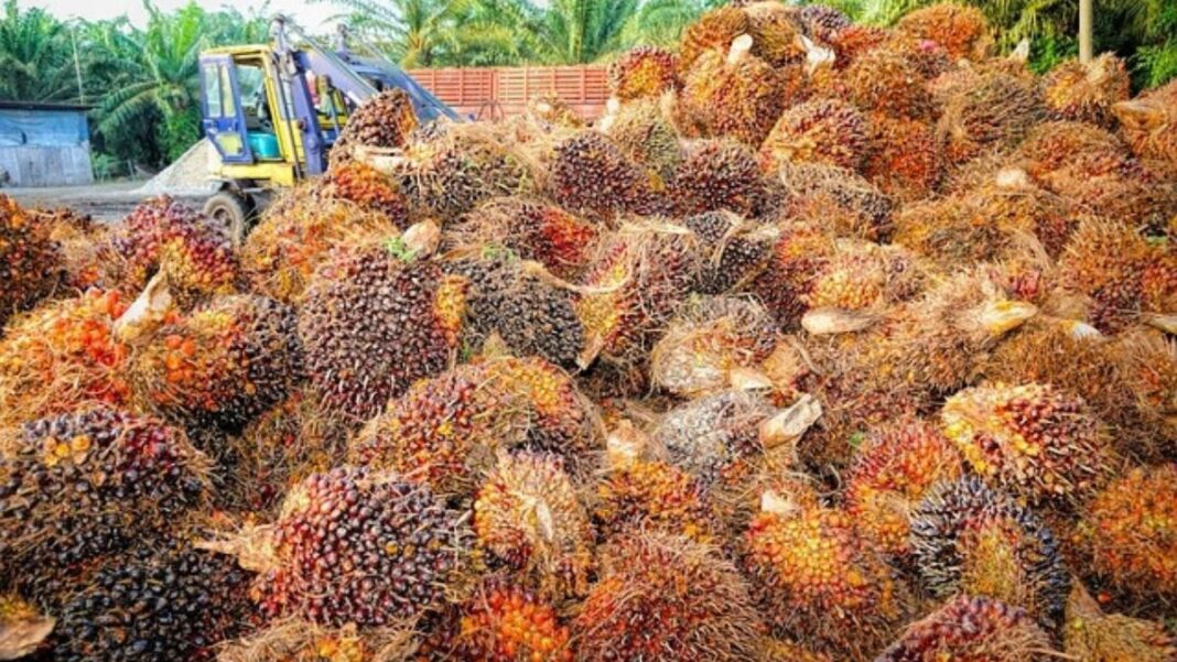Cooking Oil Prices in Cameroon